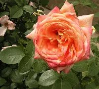 开云体育-当逼王遇上驪王，足球豪强争奇斗妍